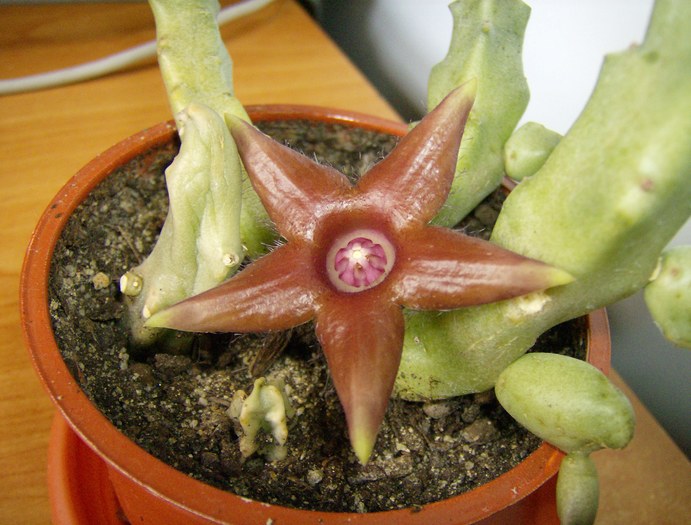 Duvaliandra dioscoridis - Asclepiadaceae