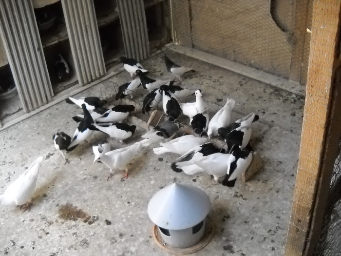 a venit boierul cu varza sarata