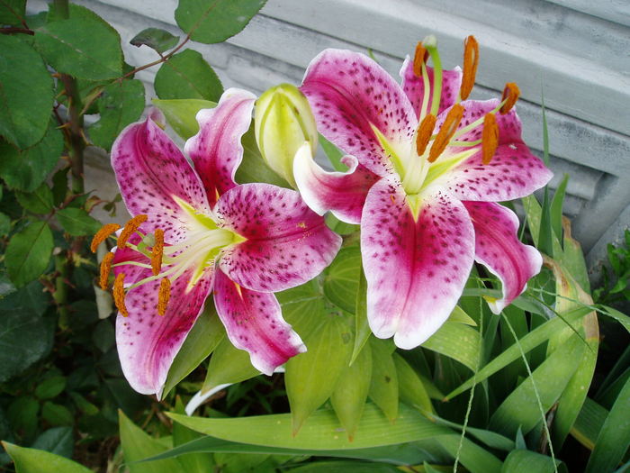 Crin Oriental Stargazer