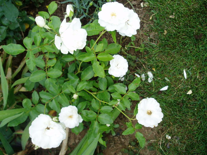 Schneewittchen rose - Flori Mai - iunie 2010