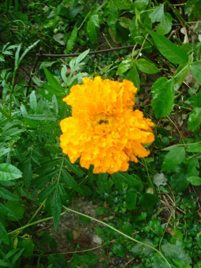 DSC07343