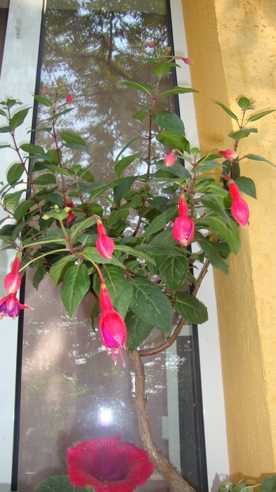 fucsia 1 - FUCHSIA