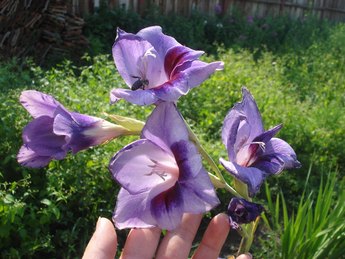 DSC05748 - gladiole 2010