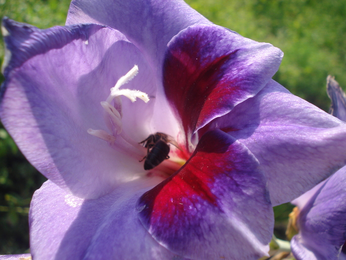 DSC05749 - gladiole 2010