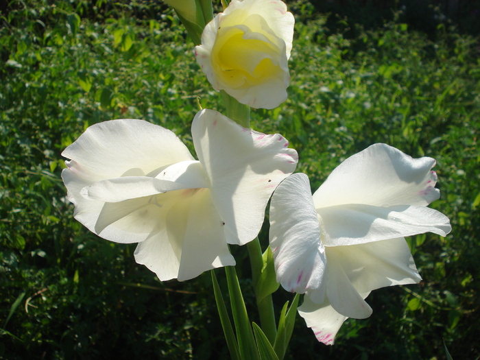 DSC05750 - gladiole 2010