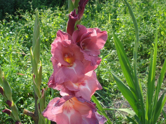 DSC05751 - gladiole 2010