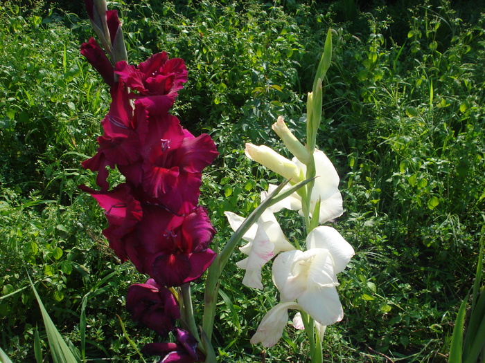 DSC05754 - gladiole 2010