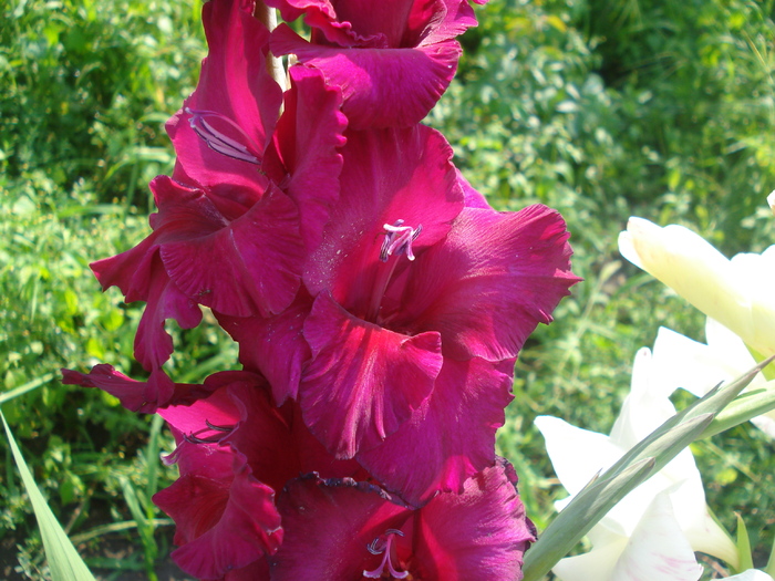 DSC05755 - gladiole 2010