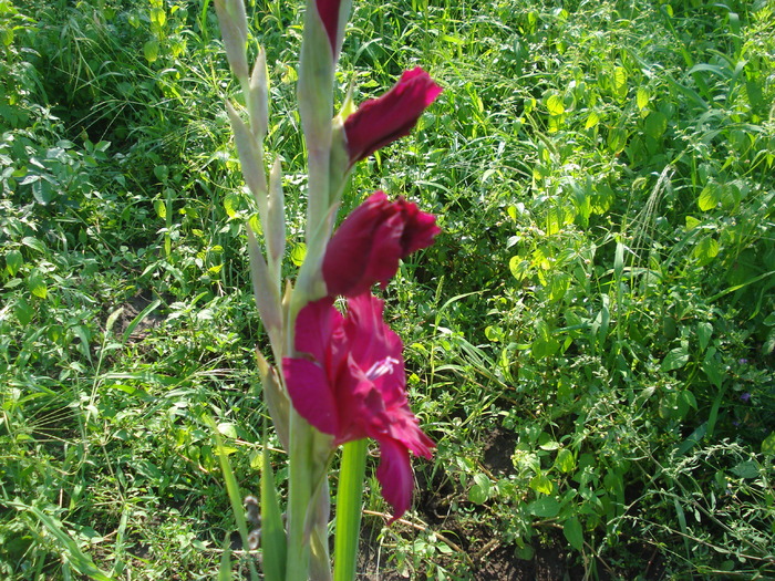 DSC05756 - gladiole 2010