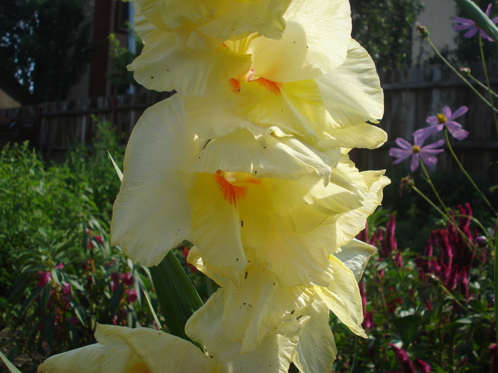 DSC05758 - gladiole 2010