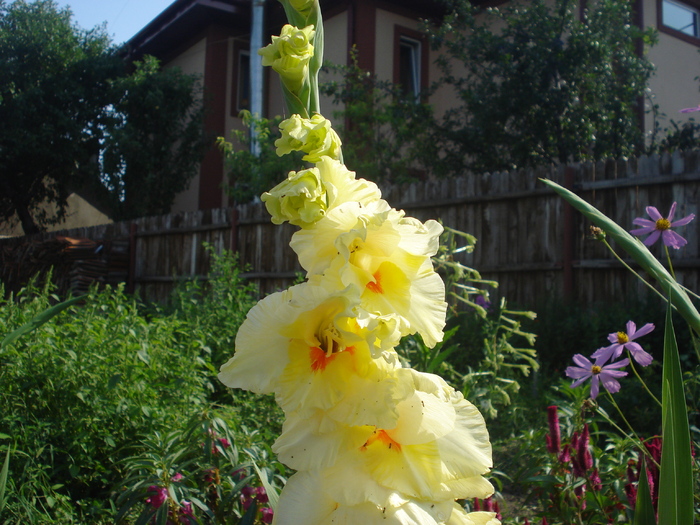 DSC05759 - gladiole 2010