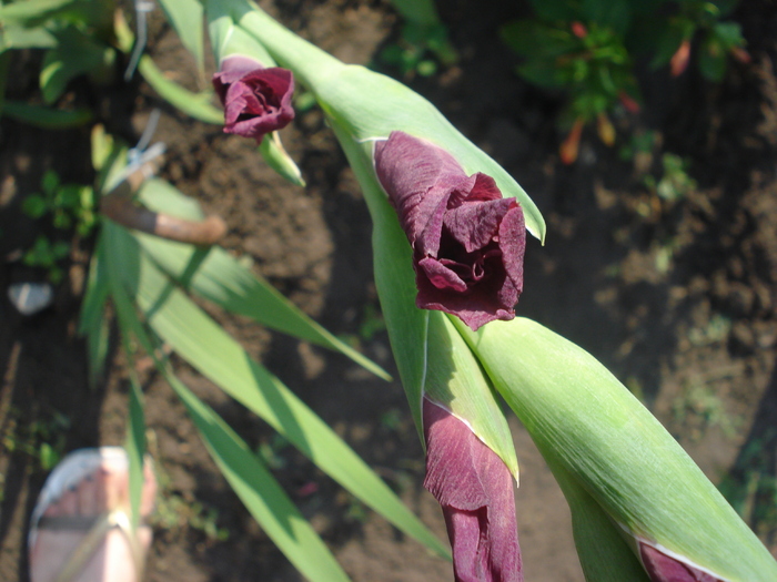 DSC05760 - gladiole 2010