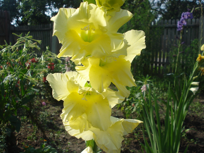 DSC05761 - gladiole 2010