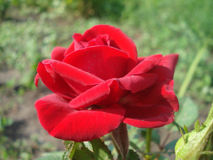 DSC05768 - flori 2010