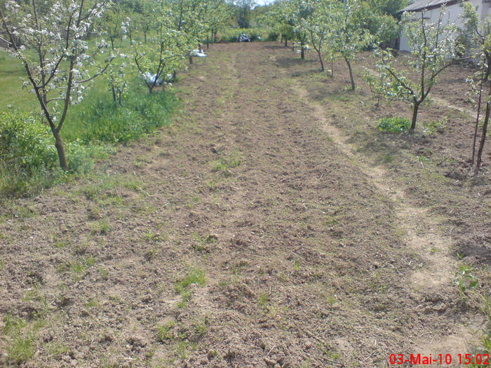 Cartofi...in curand - Legume-Flori