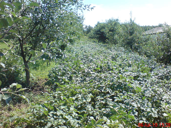 Cartofi - Legume-Flori