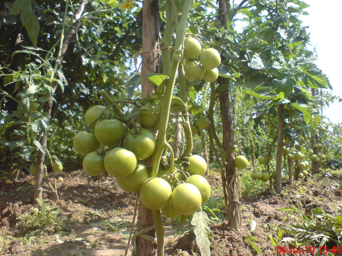 Tomate - Legume-Flori