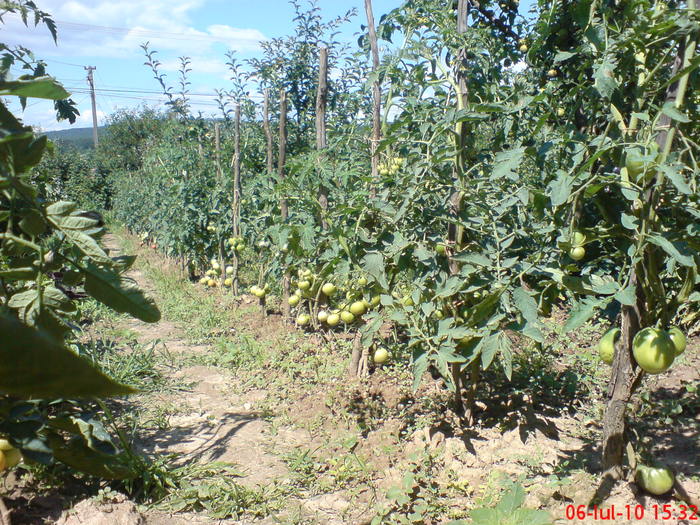 Tomate - Legume-Flori