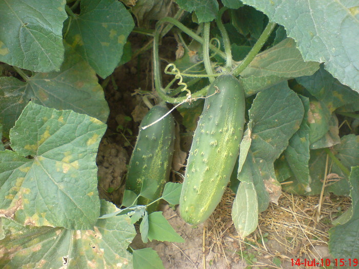 Castraveti Levina - Legume-Flori