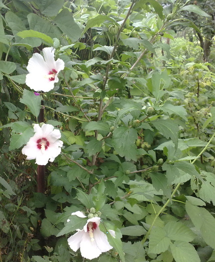 88 - Hibiscus Syriacus