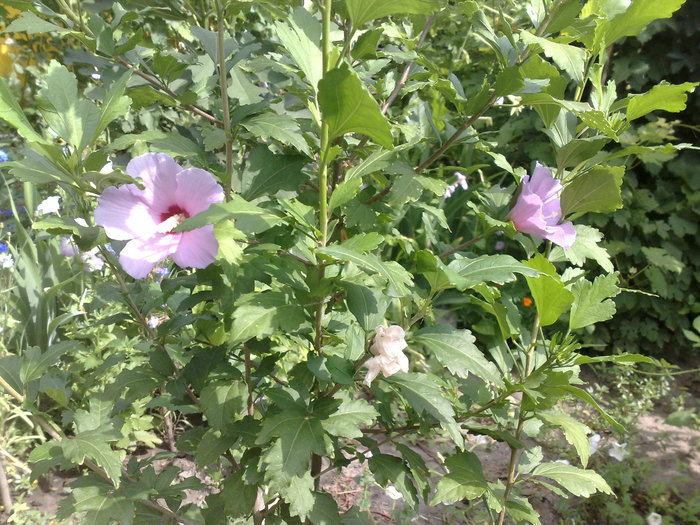 79 - Hibiscus Syriacus