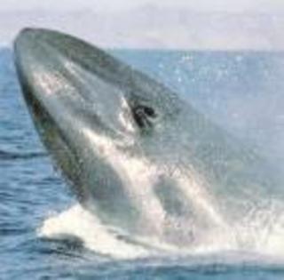 balena albastra - BALENA ALBASTRA