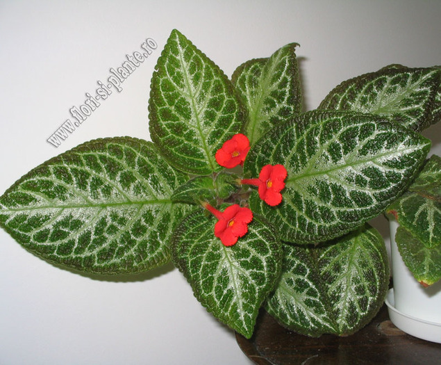 Episcia Faded Jade 6 - EPISCIA