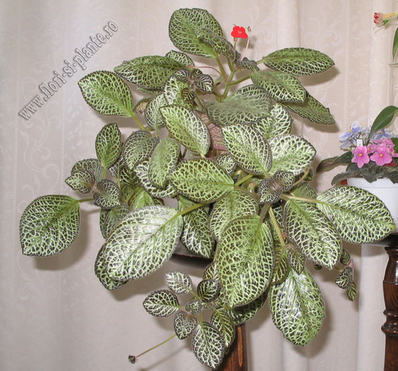 episcia Silver fog 6