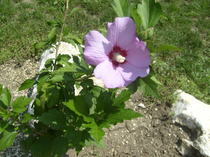 hibi de gradina - hibiscusi