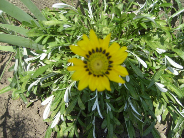 gazania