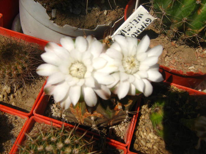 Picture 178 - cactusii mei