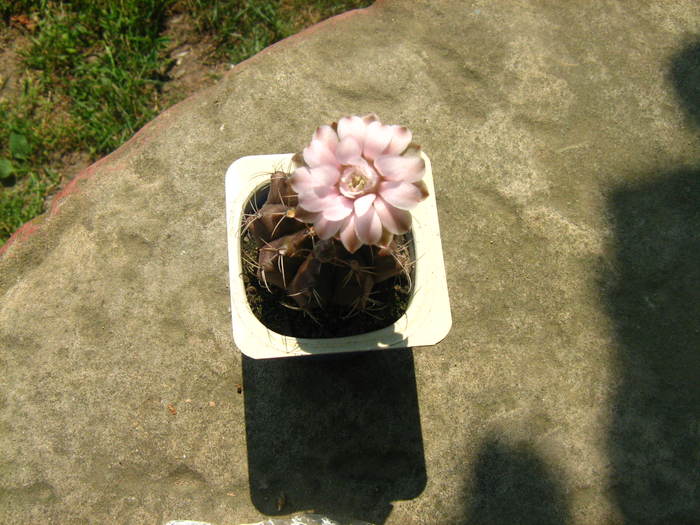 gymnocalycium anisitsii - cactusii mei