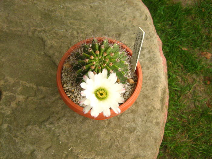 Picture 174 - cactusii mei