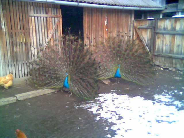 cozi duble fara oglinda