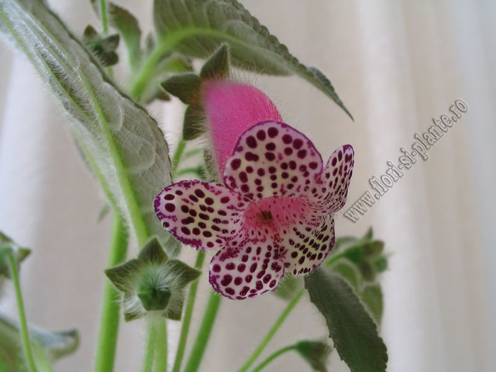 Kohleria black diamond 4