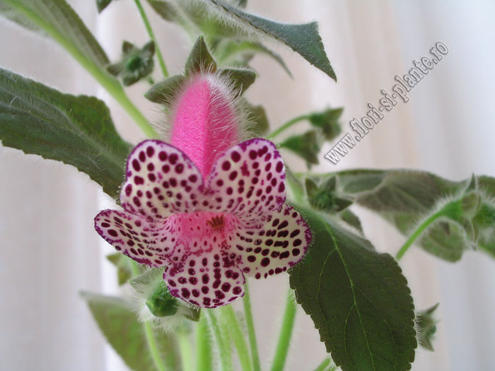 Kohleria black diamond 5