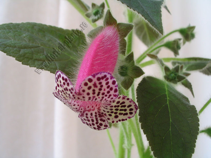 Kohleria black diamond 6
