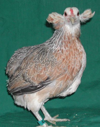 araucana - CUMPAR