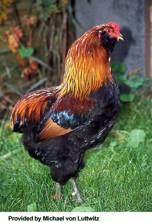 Araucana-Chicken-3 - CUMPAR