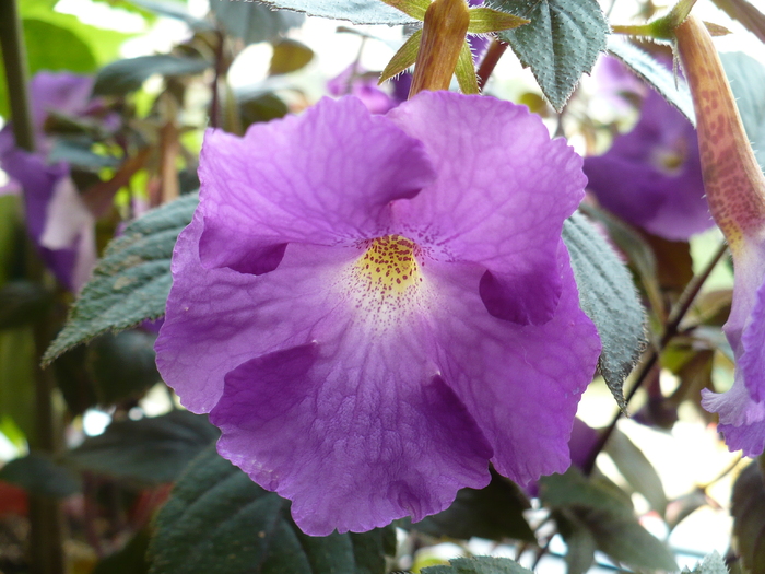 P1280874 - Achimenes 2010
