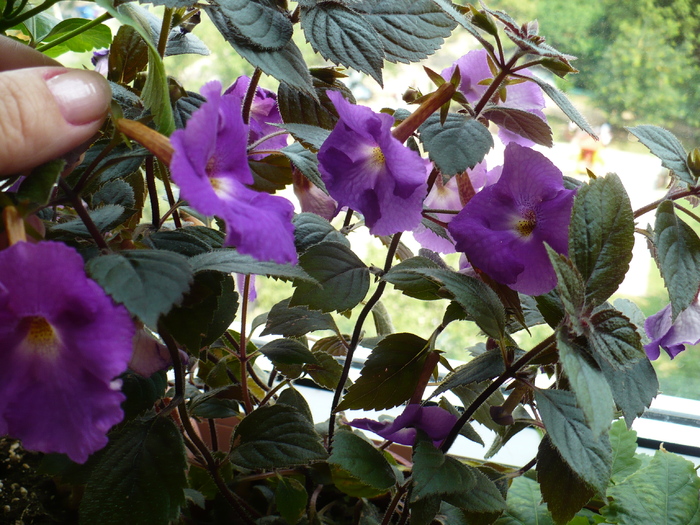P1280875 - Achimenes 2010