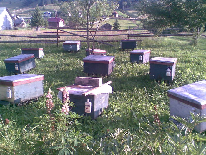 vatra roilor - pastoral