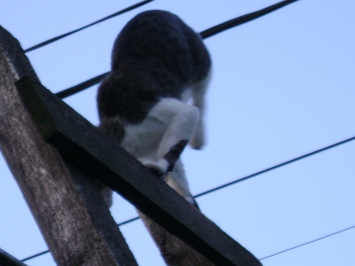 DSC04508 - animalutele mele