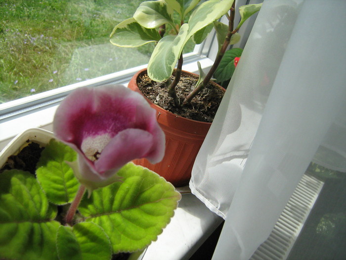 Gloxinia de la servici