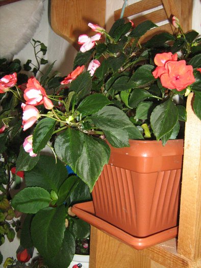 Impatiens rosu sau sporul casei, simpla - vara 2010