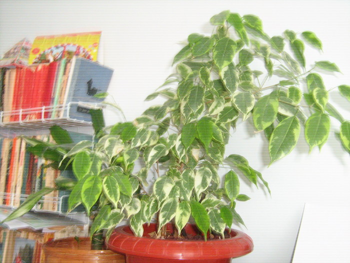 ficus benjamina - vara 2010