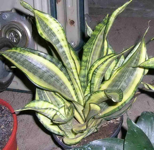 sansevieria, am doar verde, nu am cu galben - Flori care imi plac dar nu le am