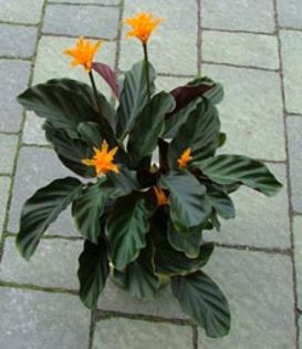 calathea-crocata - Flori care imi plac dar nu le am