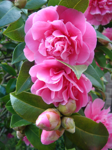 camelia