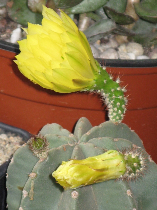 Echinocereus subinermis